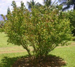 C Mo Plantar Y Cuidar Un Rbol Pitanga Mi Diario De Campo