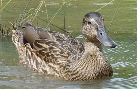 Hawaiian duck - Alchetron, The Free Social Encyclopedia