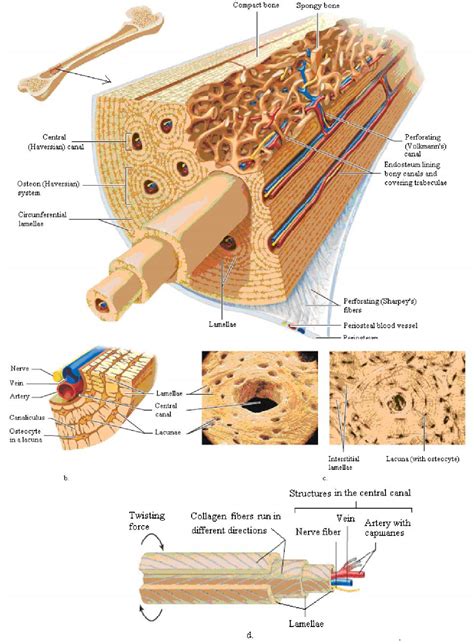 The Bone Cell Labeled A Is An