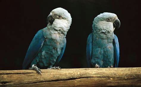 Spix's Macaw: characteristics, habitat, feeding and reproduction