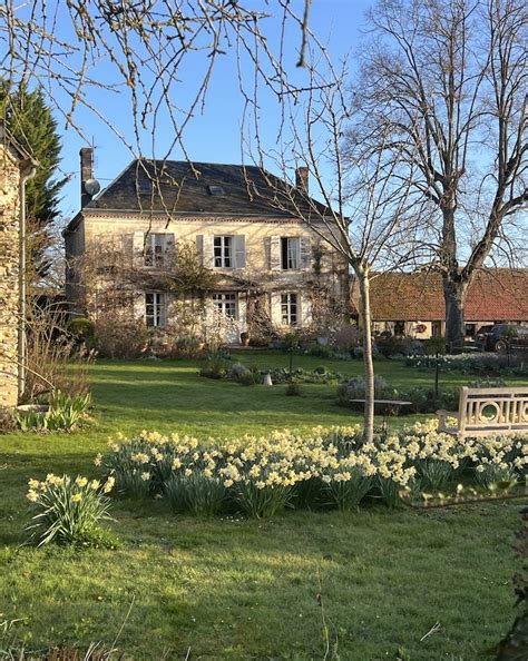 Growing Daffodils In My Garden MY FRENCH COUNTRY HOME