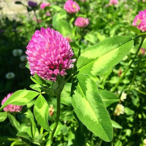 Red Clover Leaf