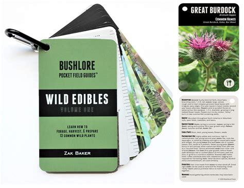 Buy Bushlore Wild Edible s Cards - 19 Pocket Field Guide Emergency ...