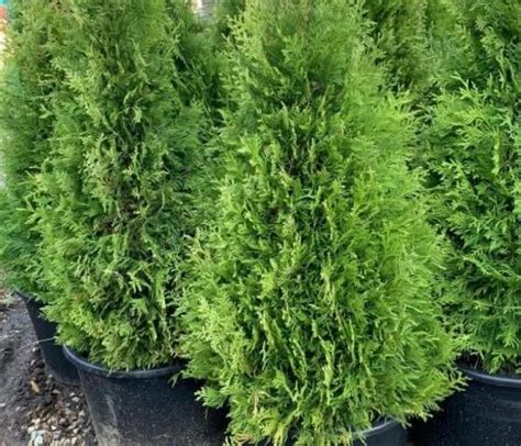 Питомник растений «РостЦвет» Краснодар купите деревья и кустарники для ...