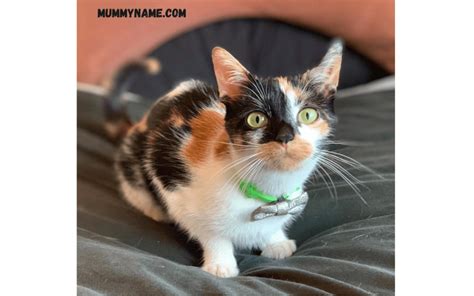 300+ Calico Cat Names For Your Beautiful Kitty - Mummy Name