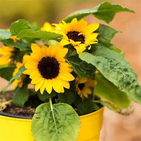 How To Grow Sunflowers From Seed To Harvest Check How This Planting