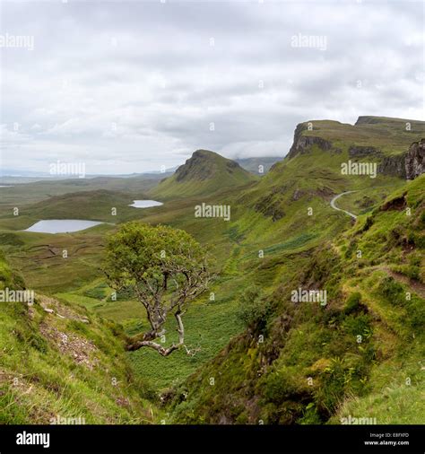 Quiraing tree, Trotternish ridge, Isle of Skye, Scotland Stock Photo ...