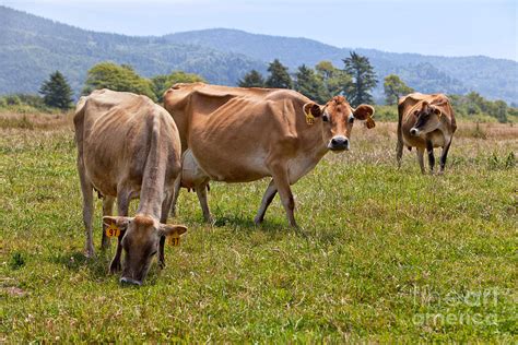 Jersey Dairy Cows Grazing Photograph by Inga Spence - Pixels