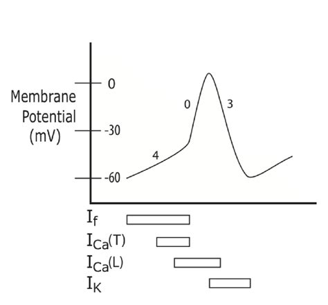 Cardiac Cell Depolarization