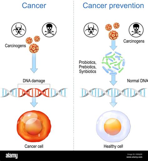 Pr Vention Du Cancer Cellules Saines Et Cellules Canc Reuses Avec Des