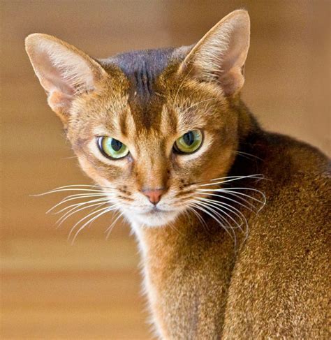 Abyssinian Cat Breed Characteristics Temperament Cat Care