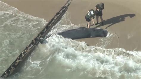 Dead Sperm Whale Washes Ashore On Palm Beach