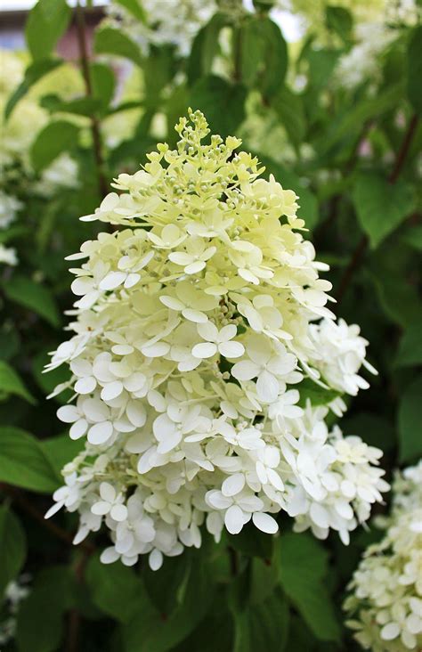 Am Dolce Vita Limelight Hydrangea Growing Tips Limelight Hydrangea