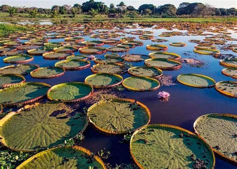 O PANTANAL BRASILEIRO SAFÁRIS E MAIS - Royal Holiday Destinos - Brasil