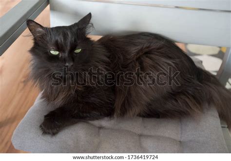 Black Turkish Angora Domestic Cat Stock Photo 1736419724 | Shutterstock