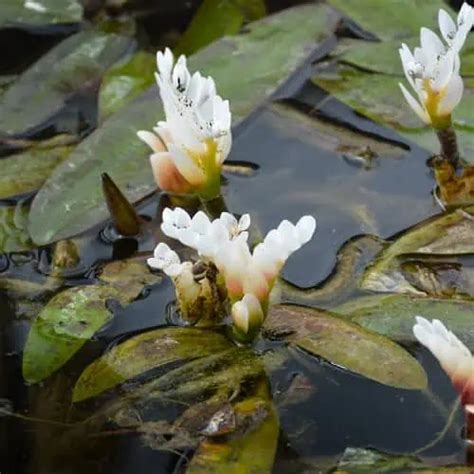 8 Hardy & Easy Floating Pond Plants - Pond Informer