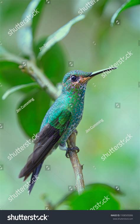 Beautiful Rufous Tailed Hummingbird Rainforest Costa Stock Photo ...