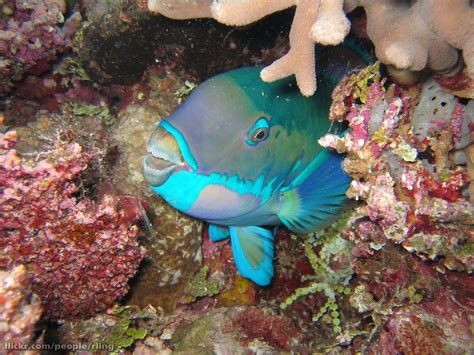 Steephead Parrotfish A Steephead Parrotfish Chlorurus Mic Flickr