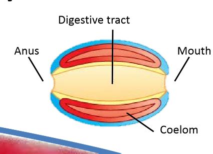 EMBRYOLOGY Body Cavities Flashcards Quizlet