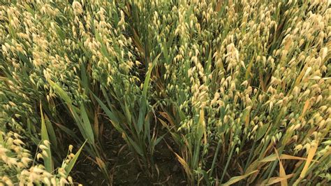 Fertiliser Recommendations For Winter Oat Crops Agrilandie