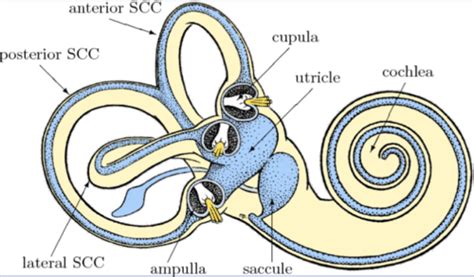 Vestibular Anatomy and Functions Flashcards | Quizlet