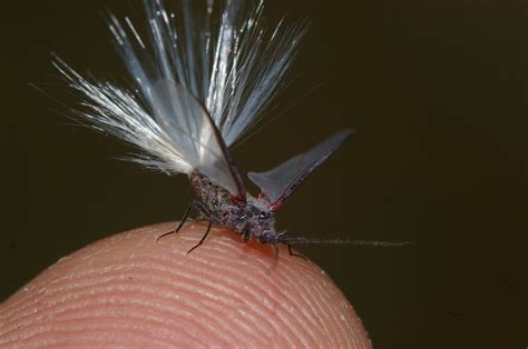 Giant Female Scale Insects And Bird Of Paradise Flies The Australian