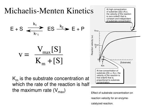 PPT - Michaelis-Menten Kinetics PowerPoint Presentation, free download - ID:6844173