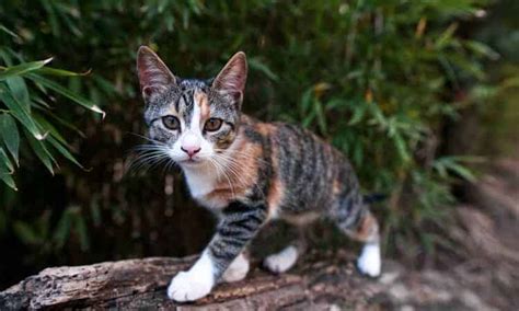 Gatos Abandonados O Que Fazer Ao Encontr Los