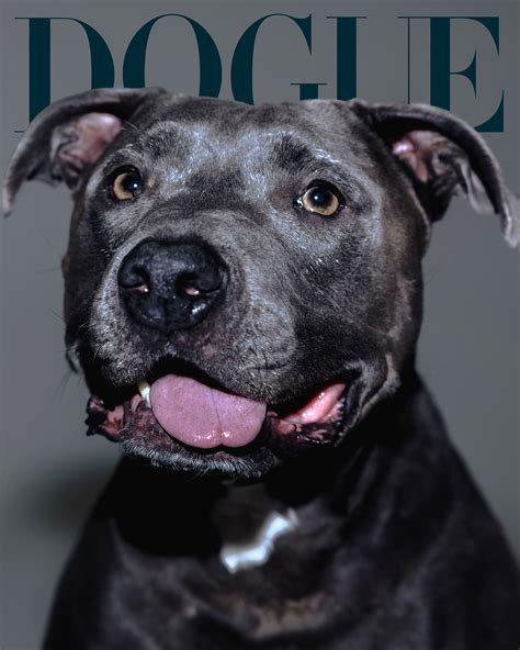 How Billie Eilishs Pit Bull Shark Went From Rescue Dog To Rockstar