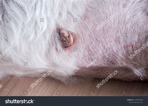 Tumor That Grows On Skin Dog Stock Photo 1279073026 | Shutterstock