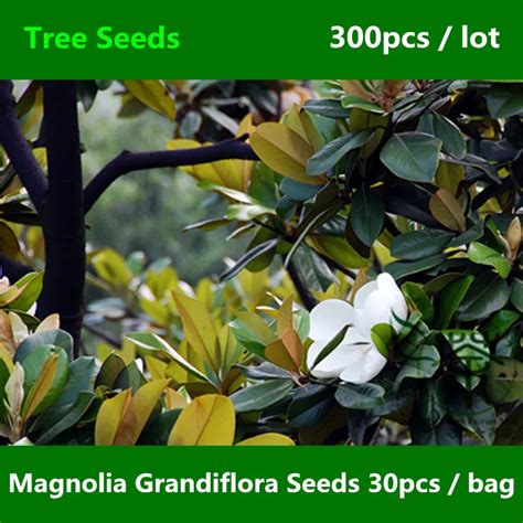 ^^Ornamental Plant Magnolia Grandiflora Seeds 300pcs, Beautifying ...