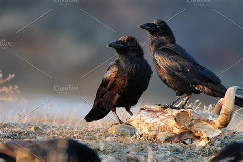 Two Ravens Sitting On A Skull In 2020 Animal Photo Animals Bird Photo