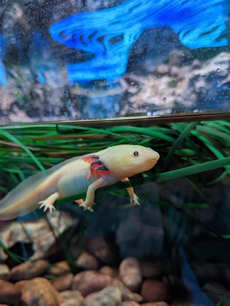 Axolotl At San Diego Zoo Raquariums