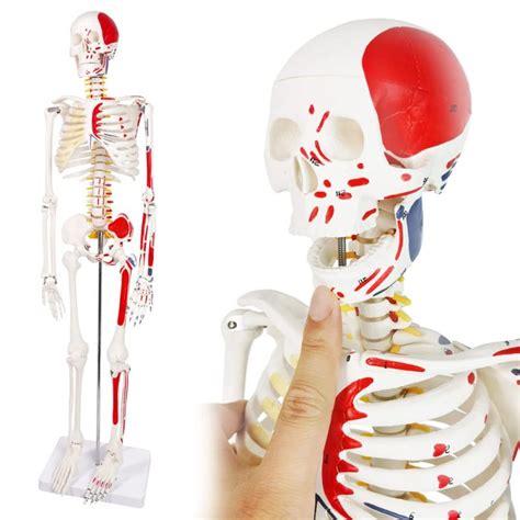 Numbered Mini Human Skeleton Model For Anatomy Kico Scientific