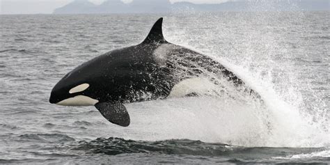 Killer Whales' Endangered Species Status Reviewed