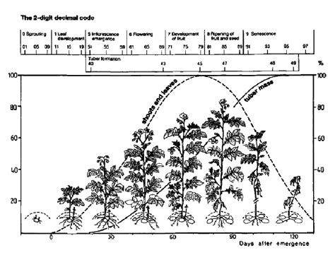 Phenological growth stages of the potato crop in relative scale from 00 ...