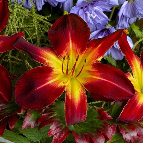 Growing Daylilies Hemerocallis Planting And Care Garden Design