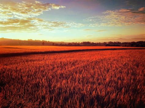 A Golden Paddy Field Smithsonian Photo Contest Smithsonian Magazine