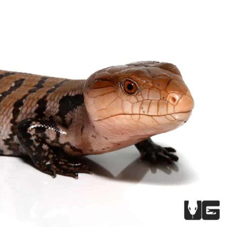 Baby Merauke Blue Tongue Skinks Tiliqua Gigas For Sale Underground