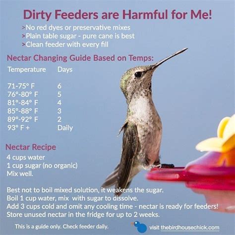 Hummingbird Feeder Recipe Instructions - Decor Ideas