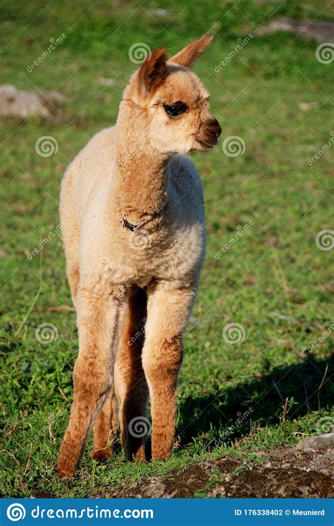 Alpaca Is A Domesticated Species Of South American Camelid Stock Photo