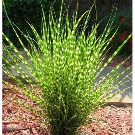 Zebra Grass Seeds (Miscanthus sinensis Zebrinus) - Price €1.55