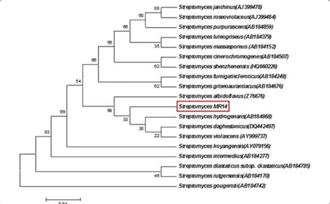 Maximum Parsimony Phylogenetic Tree Based On S Rrna Gene Sequences Of