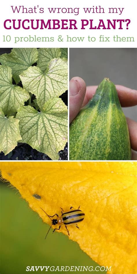 Cucumber Plant Problems Identification And Organic Solutions Artofit