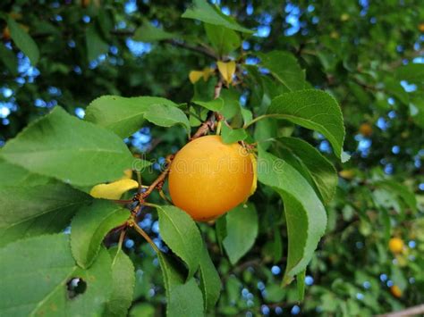 Yellow plum on tree stock photo. Image of fruit, yellow - 156057728