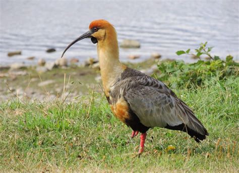 Bandurria Austral En Epuyen Chubut Aves En Foco