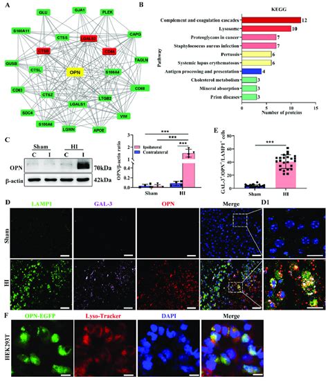 Increased Expression Of Opn Was Colocalized With The Lysosome A