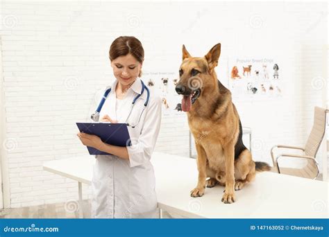 V T Rinaire Professionnel Examinant Le Chien De Berger Allemand Photo