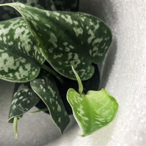 Scindapsus Pictus Care How To Grow And Care For The Silver Pothos Plant