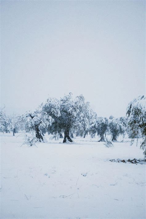 가지 감기 감자칩 겨울 경치가 좋은 계절 고요한 궁금해하다 기쁨 나무 눈 눈 내리는 눈 덮인 풍경 눈이